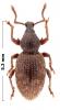 Otiorhynchus varius